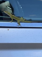 Anolis carolinensis