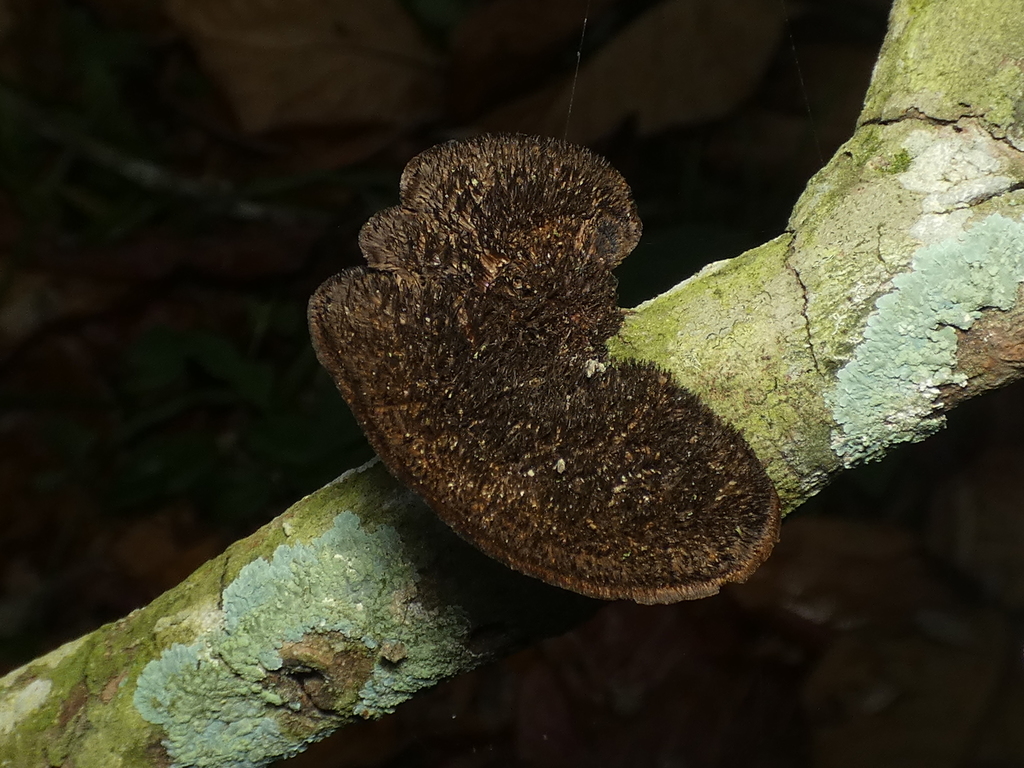 Hexagonia hydnoides · March 2022 · photo: © helio-lourencini (iNaturalist, cc-by)