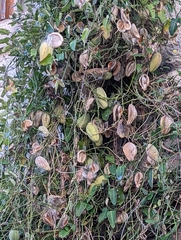 Araujia sericifera