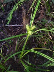 Image of Carex lupuliformis