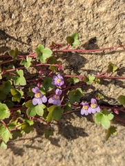 Cymbalaria muralis