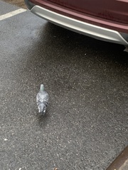 Columba livia