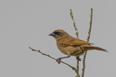 Agelaioides fringillarius