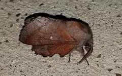 Phyllodesma occidentis