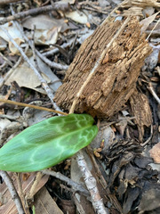 Erythronium helenae