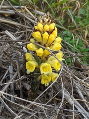 Cistanche lutea