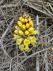 Cistanche lutea