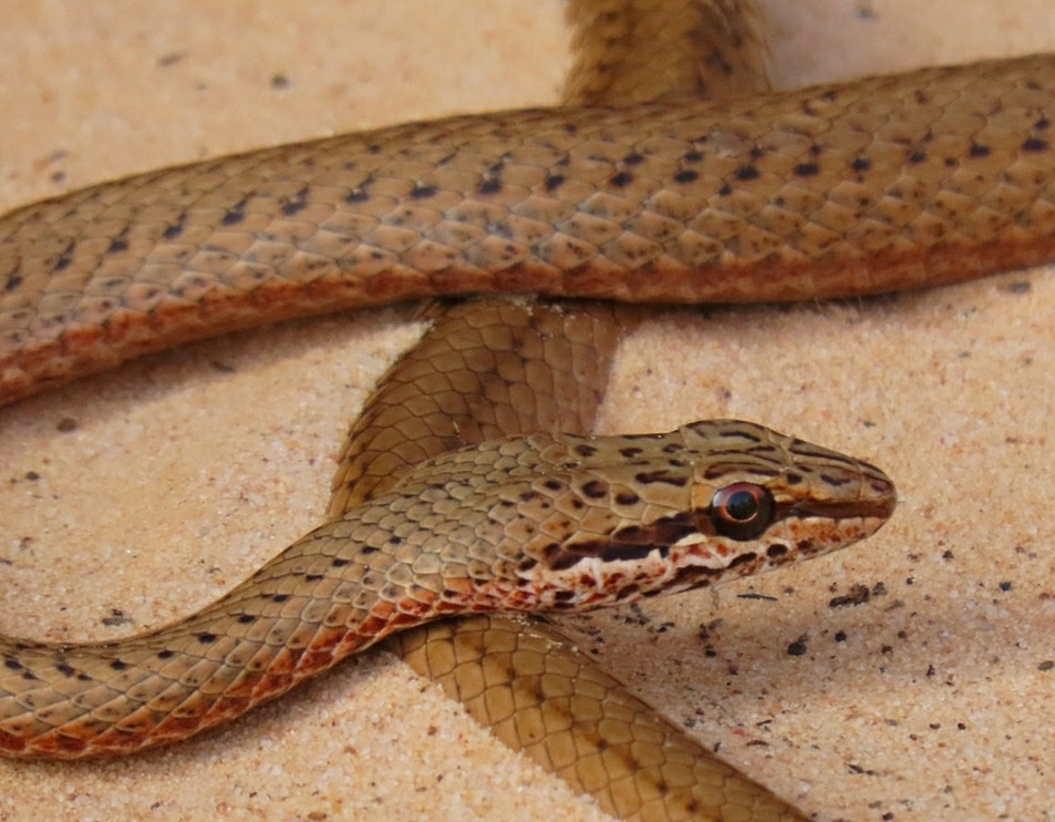 Saharan Sand Snake