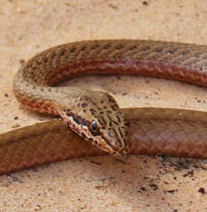 Psammophis