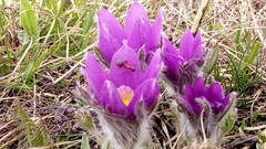 Pulsatilla halleri