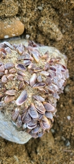 Brachidontes