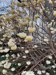 Edgeworthia