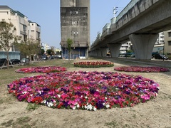 Petunia × atkinsiana