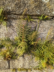 Pteris vittata
