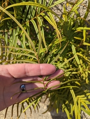 Pteris vittata