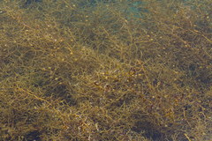 Sargassum piluliferum