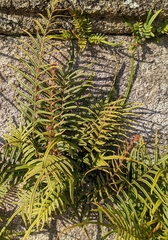 Pteris vittata