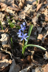 Scilla bifolia