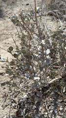 Atriplex confertifolia