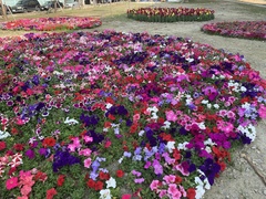 Petunia × atkinsiana