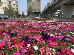 Petunia × atkinsiana