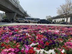 Petunia × atkinsiana