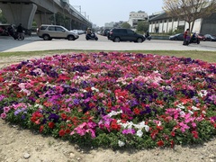 Petunia × atkinsiana