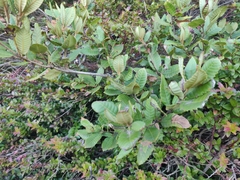 Notholithocarpus densiflorus densiflorus