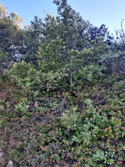 Notholithocarpus densiflorus densiflorus