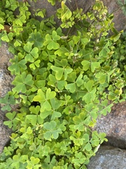 Oxalis incarnata