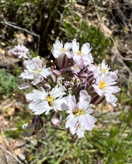 Dryopetalon runcinatum