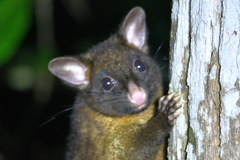 Trichosurus johnstonii