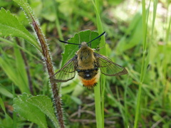 Hemaris tityus