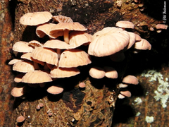 Marasmiellus alliiodorus