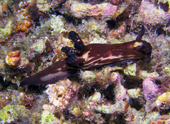Nembrotha mullineri