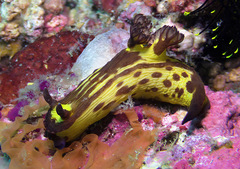Nembrotha mullineri