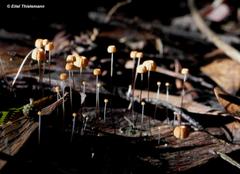 Marasmius bulliardii