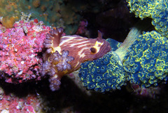 Nembrotha mullineri
