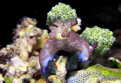 Nembrotha mullineri