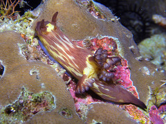 Nembrotha mullineri