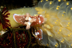 Nembrotha mullineri
