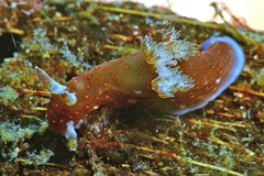 Nembrotha mullineri