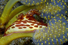 Nembrotha mullineri