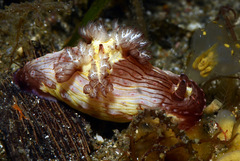 Nembrotha mullineri
