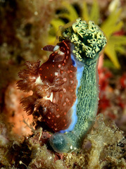 Nembrotha mullineri