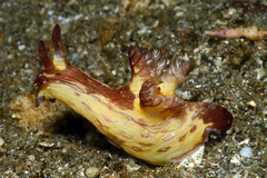 Nembrotha mullineri