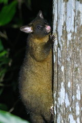 Trichosurus johnstonii