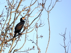 Phalacrocorax carbo