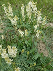 Astragalus drummondii