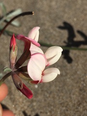 Lotus bryantii